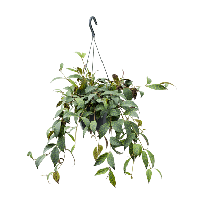 Растение горшечное Эсхинантус/Aeschynanthus marmoratus