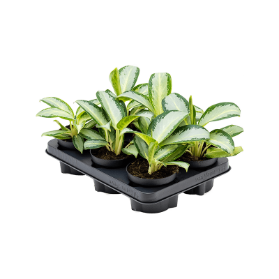 Растение горшечное Аглаонема/Aglaonema 'Aquamarina' 6/tray