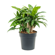 Aglaonema 'Maria'