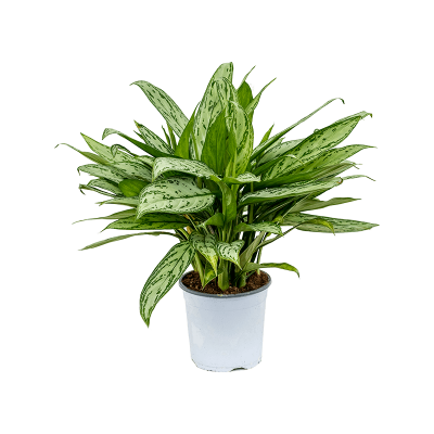 Растение горшечное Аглаонема/Aglaonema 'Silver Queen'