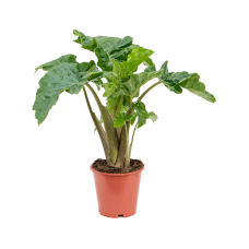 Alocasia 'Low Rider'