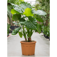 Alocasia macrorrhiza