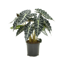 Alocasia amazonica 'Darf'