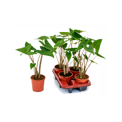 Растение горшечное Алоказия/Alocasia zebrina 4/tray