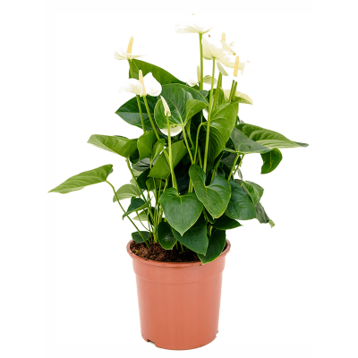 Растение горшечное Антуриум/Anthurium andraeanum 'Sumi'
