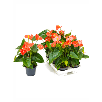 Растение горшечное Антуриум/Anthurium andraeanum 'Prince of Orange' 6/tray
