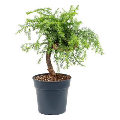 Растение горшечное Араукария/Araucaria cunninghamii