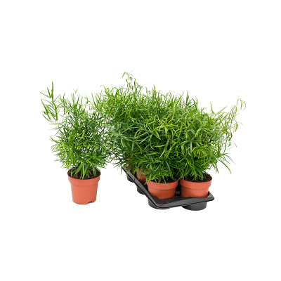 Растение горшечное Аспарагус/Asparagus falcatus