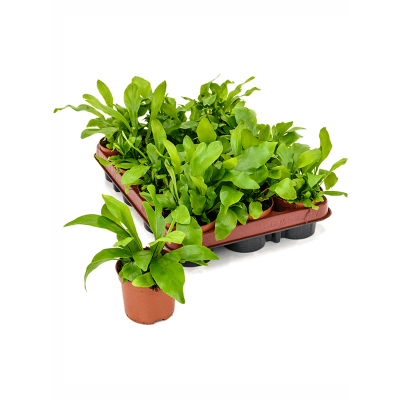 Растение горшечное Асплениум/Asplenium nidus 21/tray