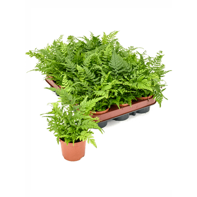 Растение горшечное Антуриум/Athyrium spicatum 12/tray