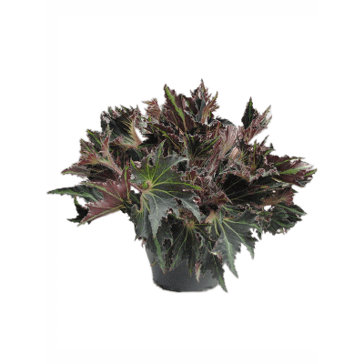 Растение горшечное Бегония/Begonia 'Break Dance'