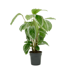Calathea bicajoux gecko