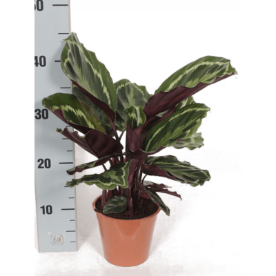 Растение горшечное Калатея/Calathea 'Medallion' 8/tray