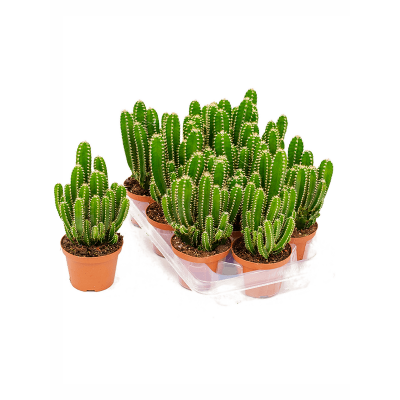 Растение горшечное Цереус/Cereus florida 9/tray