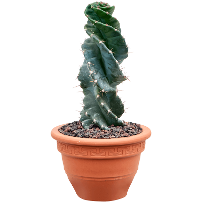 Растение горшечное Цереус/Cereus jamacaru var. 'Spiralis'