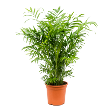 Chamaedorea elegans