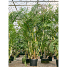 Dypsis (Areca) lutescens