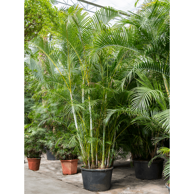 Растение горшечное Дипсис/Dypsis (Areca) lutescens