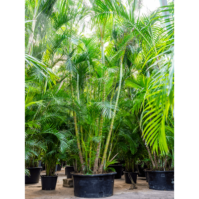 Растение горшечное Арека/Dypsis (Areca) lutescens