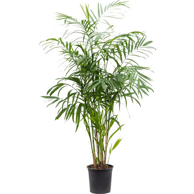 Растение горшечное Хамедорея/Chamaedorea seifrizii