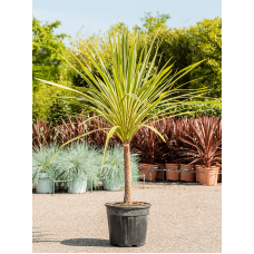 Cordyline australis 'Dazzler'