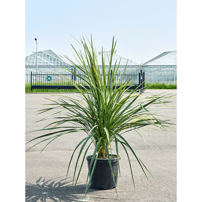 Растение горшечное Кордилина/Cordyline australis