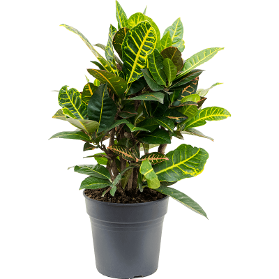 Растение горшечное Кротон/Croton (Codiaeum) variegatum 'Petra'