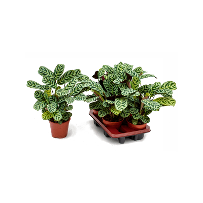 Растение горшечное Ктенанта/Ctenanthe burle-marxii 'Amabilis' 4/tray