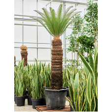 Cycas revoluta