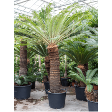 Cycas revoluta