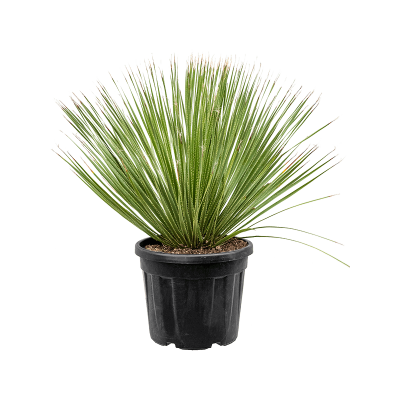 Растение горшечное Дазилирион/Dasylirion serratifolium