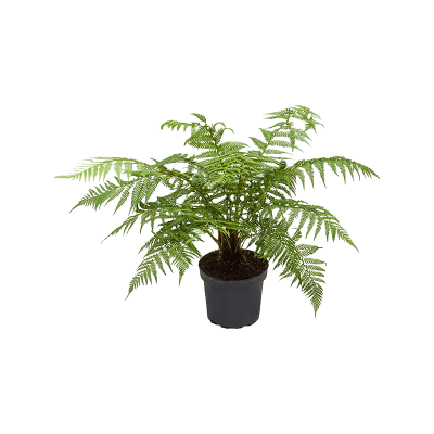 Растение горшечное Диксония/Dicksonia antarctica