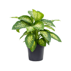 Dieffenbachia seguine 'Reeva