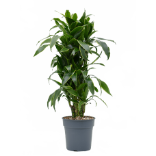 Dracaena fragrans 'Arturo'