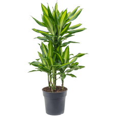 Dracaena fragrans 'Cintho'