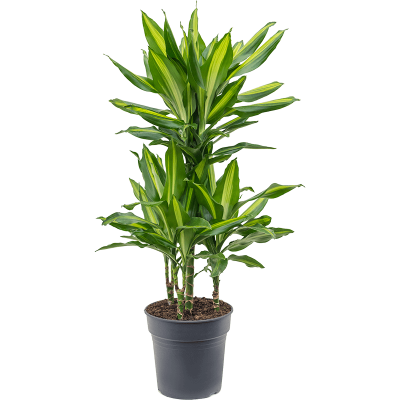 Растение горшечное Драцена/Dracaena fragrans 'Cintho'