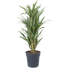 Dracaena deremensis 'Warneckei'