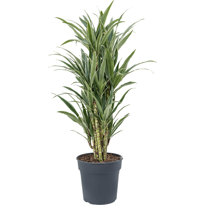 Растение горшечное Горшечные/Dracaena deremensis 'Warneckei'