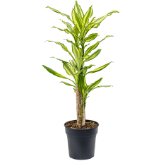 Dracaena fragrans 'Sol'