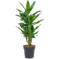Dracaena fragrans 'Burundii'