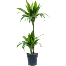 Dracaena fragrans 'Janet Craig'