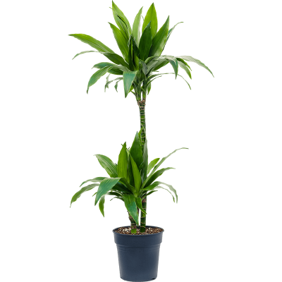 Растение горшечное Драцена/Dracaena fragrans 'Janet Craig'