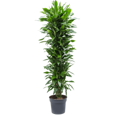 Dracaena fragrans 'Janet Lind'