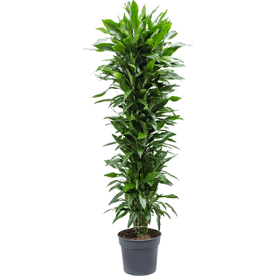 Растение горшечное Драцена/Dracaena janet lind