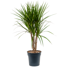 Dracaena marginata