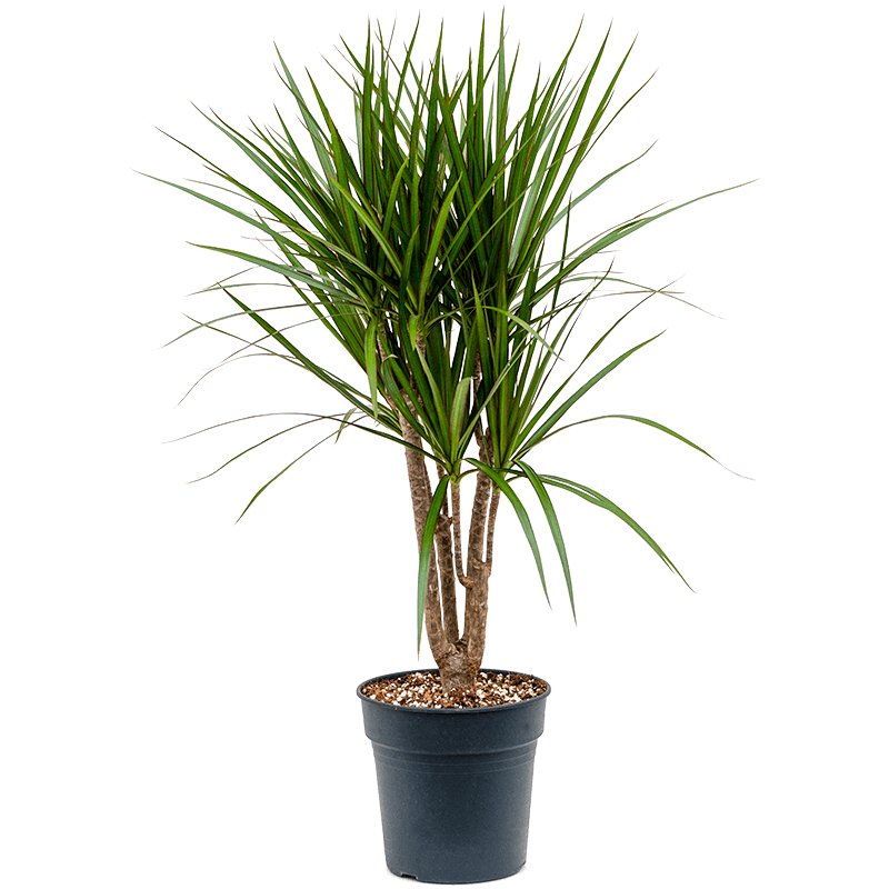 Драцена окаймленная dracaena marginata. Драцена окаймлённая Маргината. Драцена Маргината разветвленная. Драцена окаймлённая (d. marginata).