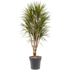 Dracaena marginata spider