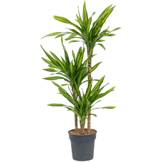 Dracaena fragrans 'Riki'