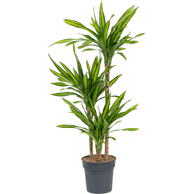 Растение горшечное Драцена/Dracaena fragrans 'Riki'