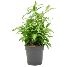 Dracaena surculosa
